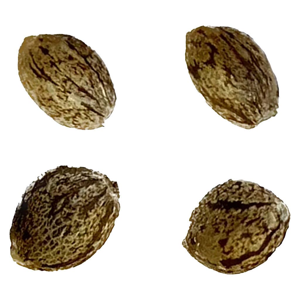 Autoflower Breeder's Club - Afghani Caramel Cream 1:1 Auto - Indica - 4 Pack